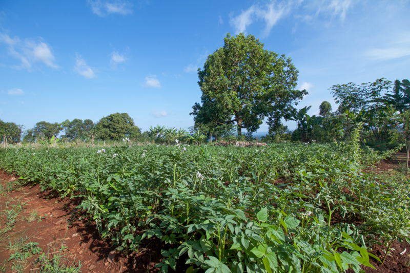 Farmland Buea
