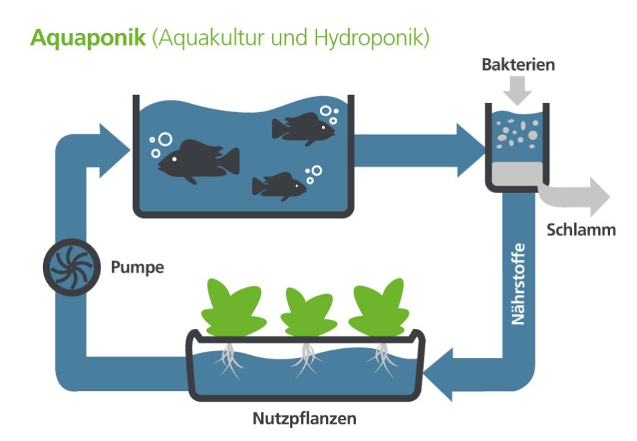 aquaponik-artikelbild-2_volle_breite